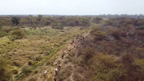 Drone Over Cattle in Africa Stock Footage 220155894