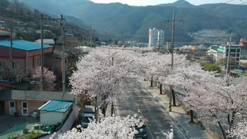 Drone over Cherry Blossom along Street in SK Stock Footage 237372036