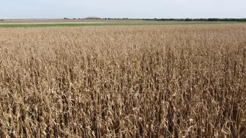 Drone over corn field Stock Footage 254436130