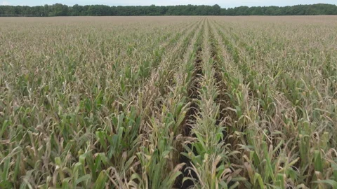 Drone over Corn Fields 動画素材 330419444