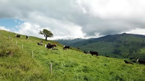 Drone over cows revealing rolling green hills in New Zealand. Stock Footage 101816199