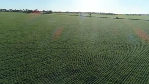 Drone over crop in Field / Paddock Stock Footage
