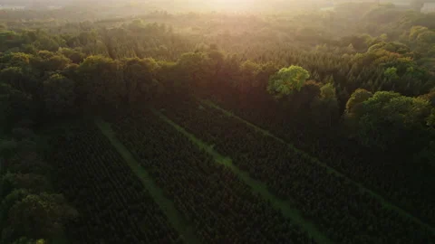 Drone Over Dense Forest In Autumn Towards Sunlight 스톡 동영상 195348359