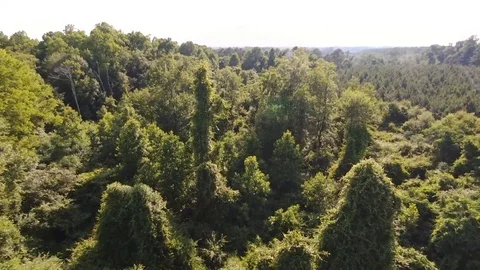 Drone over dense forest close overview 스톡 동영상 90993069