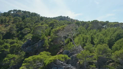Drone Over Dense Forest Of Trees On Ibiza 스톡 동영상 170271225