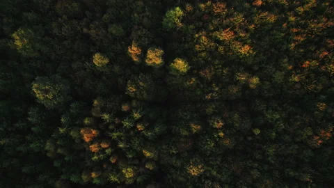 Drone Over Dense Green Forest In Autumn Stock Footage 195349123