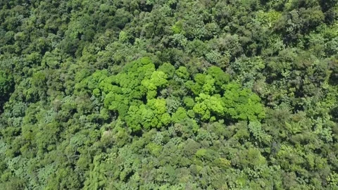 Drone Over Dense Martinique Rainforest Vidéo 196828593