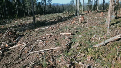 Drone over destroyed clearcut forest with standing marked trees Stock Footage 262937992