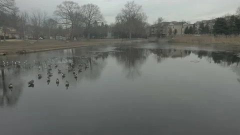 Drone over ducks in lake Stock Footage 151540739