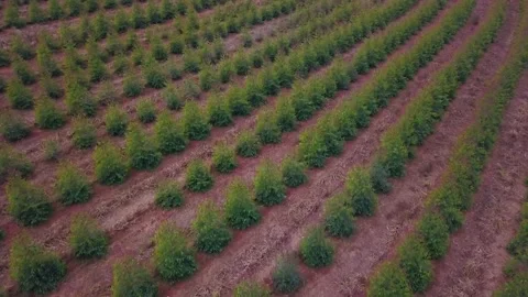 Drone over an Eucalyptus field in Brazil. Stock Footage 156936934