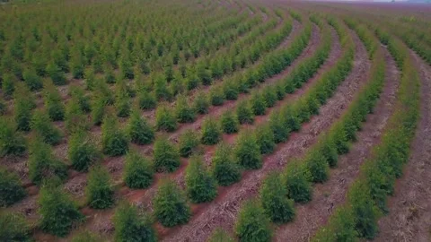 Drone over an Eucalyptus field.  Stock Footage