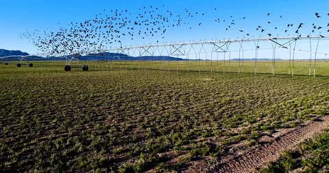 Drone Over Farm Of Alfalfa Fields Birds Flocking Sunset Drone Phantom 4 Pro 4 Stock Footage 88752034