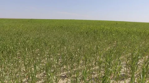 Drone Over Farm Field Stock Footage 91396140