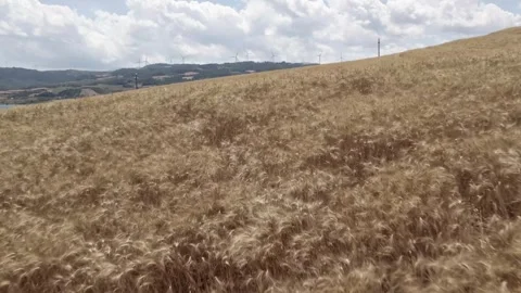 Drone over farm fields in the hills near the lake. A cloudy summer day. Stock Footage 311701453