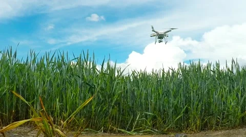 Drone over field. Vidéo 63766547
