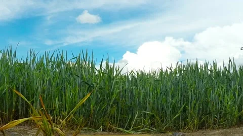Drone over field. Vídeos de archivo 63766555