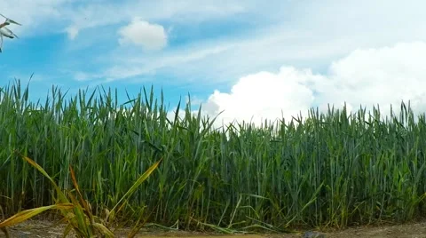 Drone over field. Stock-Footage 63766820