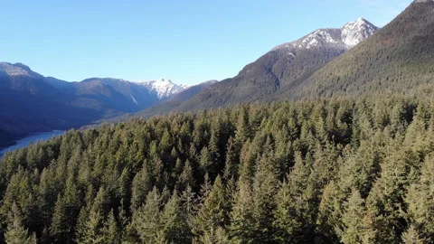 Drone Over Forest With Background Mountains Video stock 241371492
