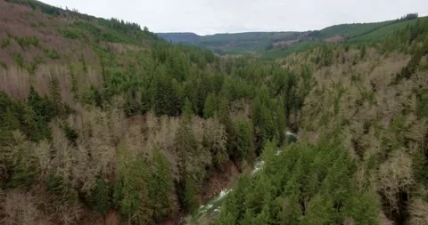 Drone over forest CANYON Stock Footage 196476054