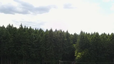 Drone Over Forest 스톡 동영상 92493919