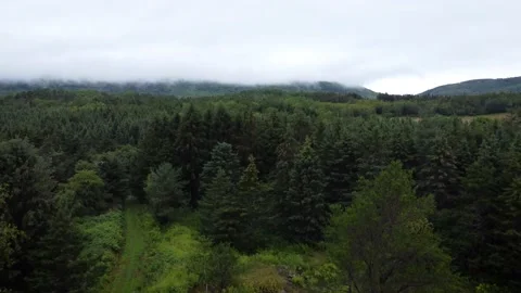 Drone over forest Stock Footage 158377011