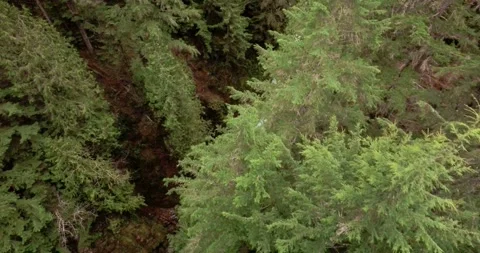 Drone over forest REVEAL STREAM/RIVER Stock Footage 196475489
