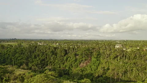 Drone Over Forests Of Ubud Stock-Footage 146102707