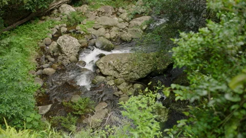 Drone over Fresh Spring on Luscious Rainforest, Australia, QLD, Numinbah Valley Stock Footage 236547168