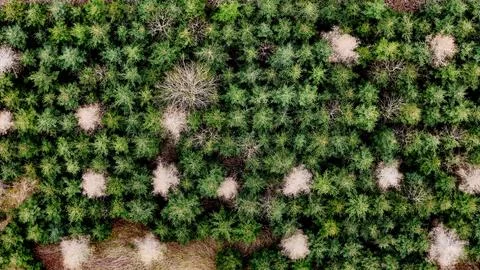 Drone Over Head Shot Top Of Trees Stock Photos
