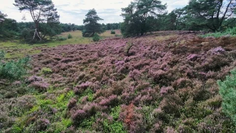 Drone over heather meadow ringed by trees 库存影片 345088285