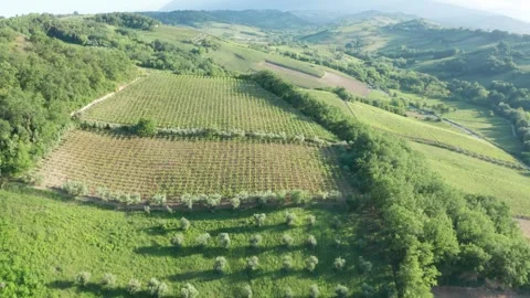 Drone over hills of Abruzzo vineyards, Italy Video stock 243031453