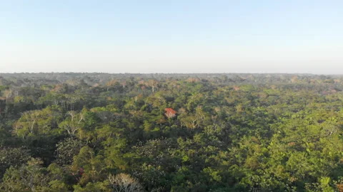 Drone over jungle trees of peruvian amazon rainforest Stock Footage 135558523