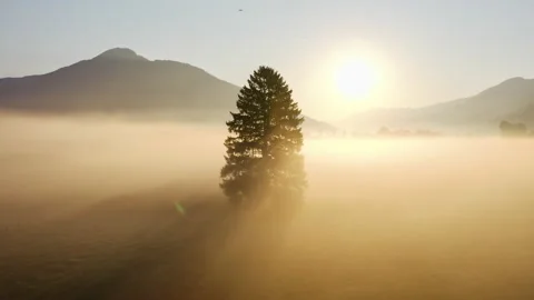 Drone Over Lone Tree In Sunlit Misty Landscape Of Zell Am See 库存影片 171892703