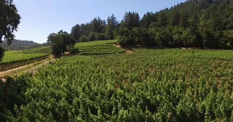 Drone over Napa vineyard Stock Footage 95008527