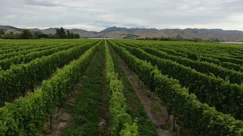 Drone Over NZ Vineyard Stock Footage 82561635
