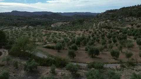 Drone Over Olive Orchard Stock Footage 286248335