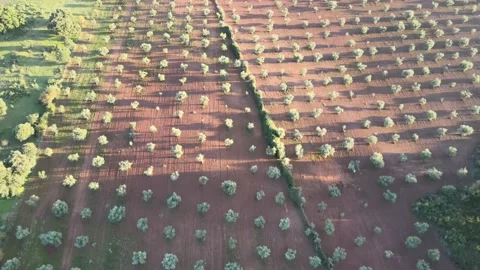 Drone over olive trees Stock Footage 196287056