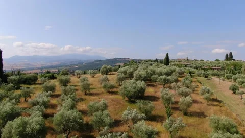 Drone over olive trees in Tuscany, Italy, Europe Stock Footage 159300561