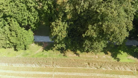 Drone over path hidden in trees Stock Footage 318217853