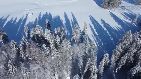 Drone over pine forest and horse pasture in Jura Switzerland Stock Footage 168258396
