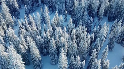 Drone over pine forest in Winter in Jura Switzerland Stock Footage 168258419