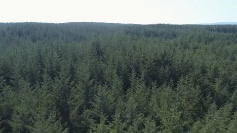 Drone over Pine Tree Forest. Quick pan down so only forest is in view. Video stock 88962201