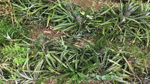 Drone Over Pineapple Plantation Rows Stock Footage 335649832