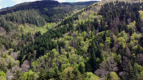 Drone over pristine tuscan forest Stock Footage 322057667