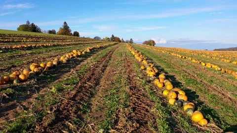 Drone Over Pumpkin Field – Blue Sky Autumn Vibes 4K Cinematic Landscape Stock-Footage 320189172