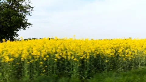 Drone over the rape field Stock Footage 89670146