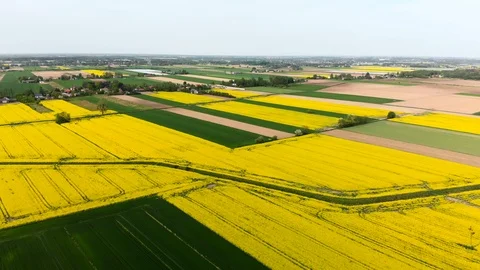 Drone over the rape field Stock Footage 89670888
