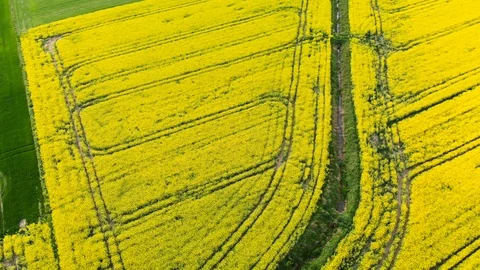 Drone over the rape field Stock Footage 89671433
