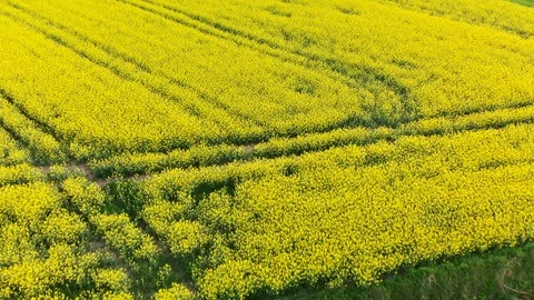 Drone over the rape field Stock Footage 89671835