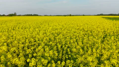 Drone over the rape field Stock Footage 89677512